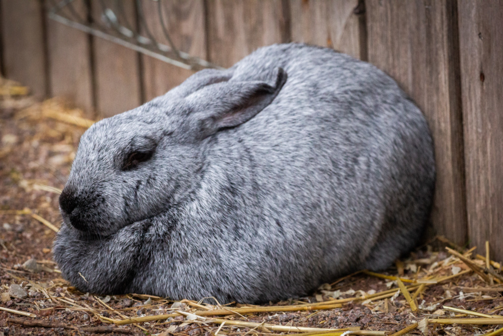 Lapin argenté de Champagne