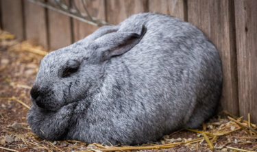 Lapin argenté de Champagne