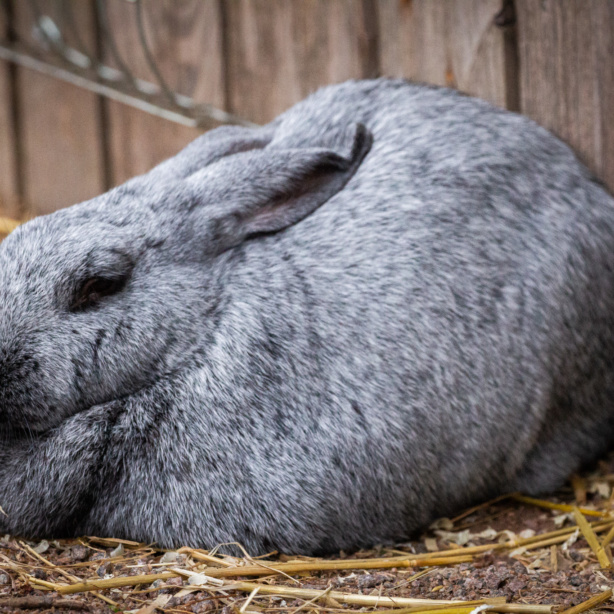 Lapin argenté de Champagne