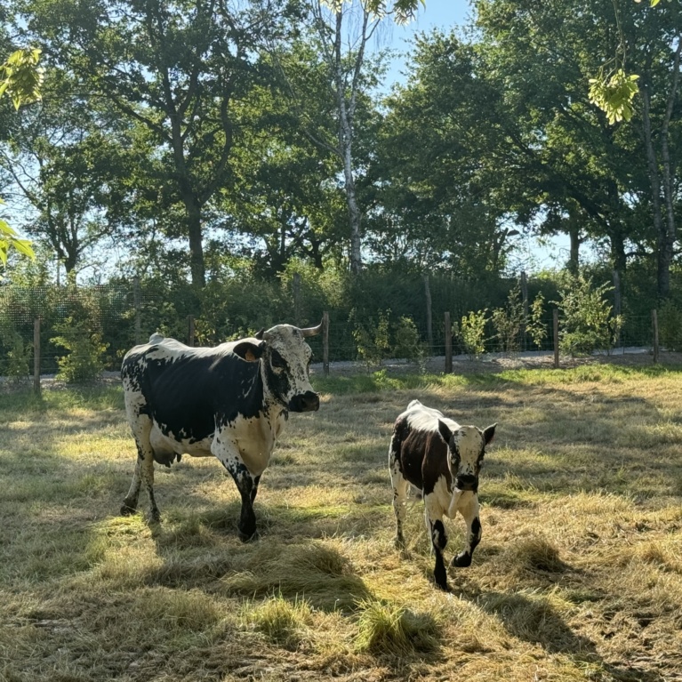 Vache Vosgienne