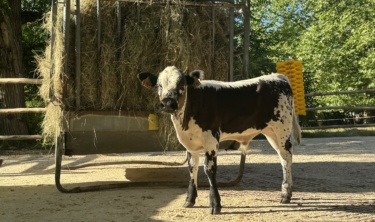 Vache Vosgienne