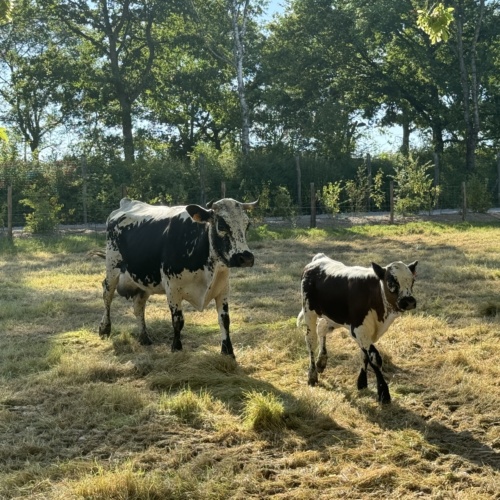 Pourquoi les animaux domestiques sont indispensables : leur rôle et leur importance à la ferme