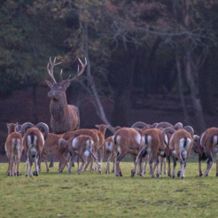 la matinale brame du cerf