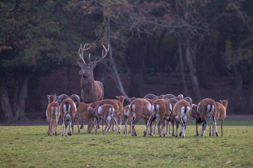 la matinale brame du cerf