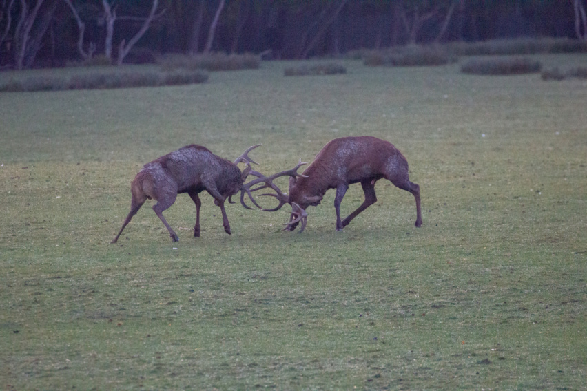 la matinale brame du cerf