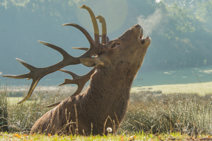 la matinale brame du cerf
