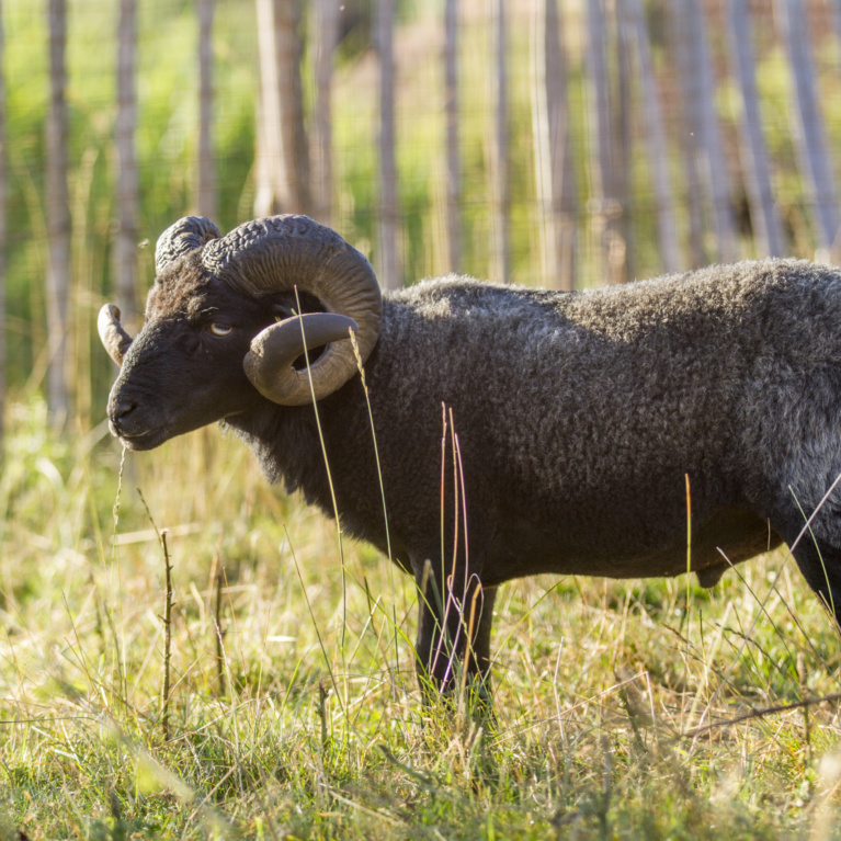 Mouton Ouessant