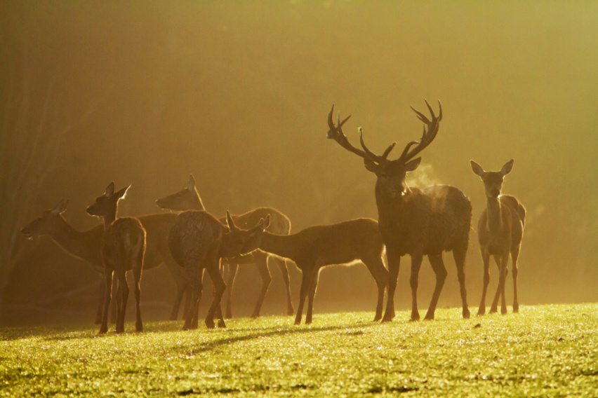la matinale brame du cerf
