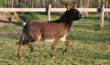 Baudet du Poitou