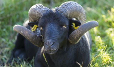 Mouton Ouessant