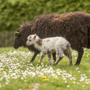 Mouton Ouessant
