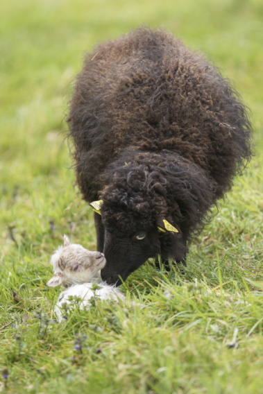 Mouton ouessant et agneau