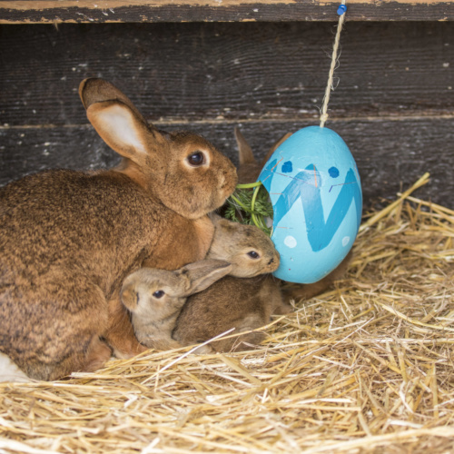 Le lapin : un habitant indispensable de la ferme et le complice incontournable de Pâques !