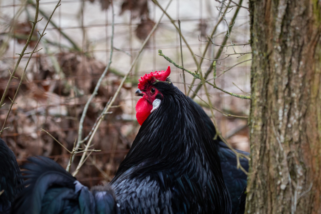 Poule alsacienne