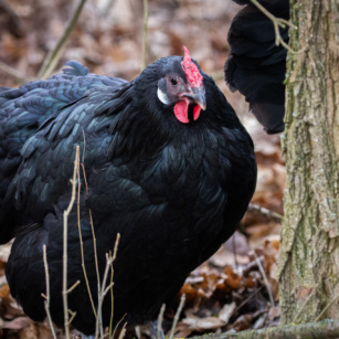 Poule alsacienne
