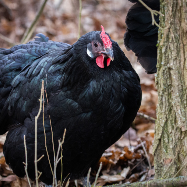 Poule alsacienne