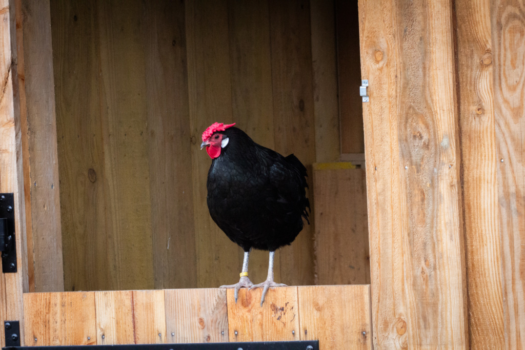 Poule Alsacienne