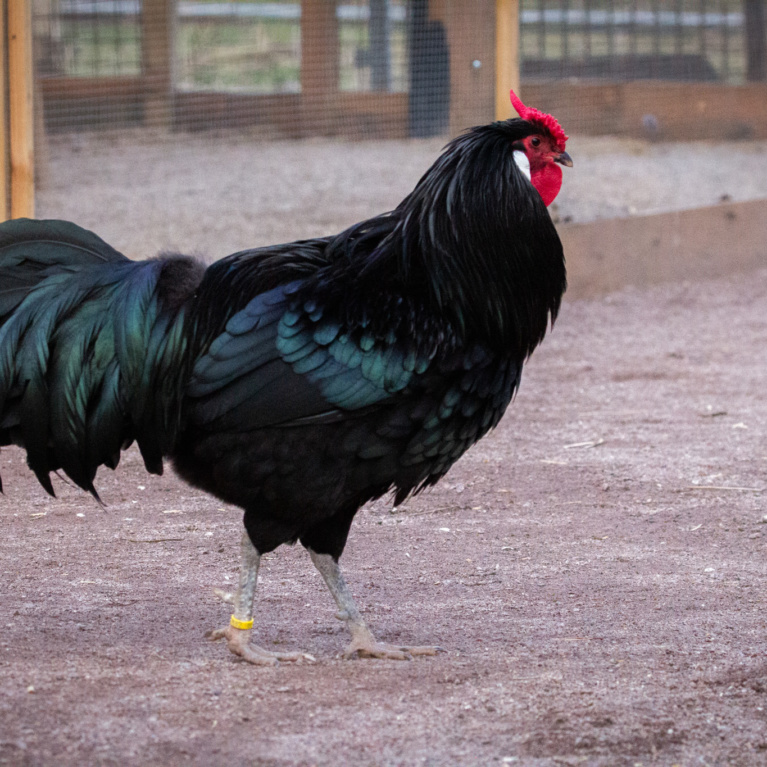 Poule Alsacienne