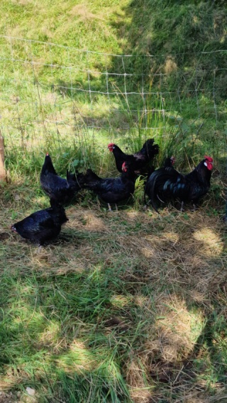 Poule Alsacienne