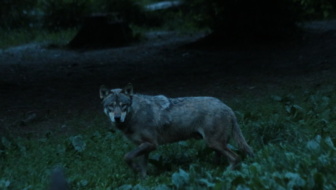 appel nocturne du loup