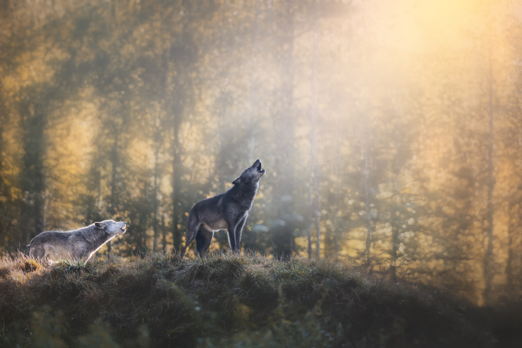 cri du loup