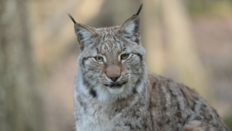 Lynx