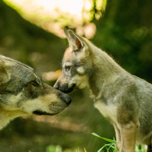 Chez les animaux, quand la maternité rime avec instinct, stratégie et survie