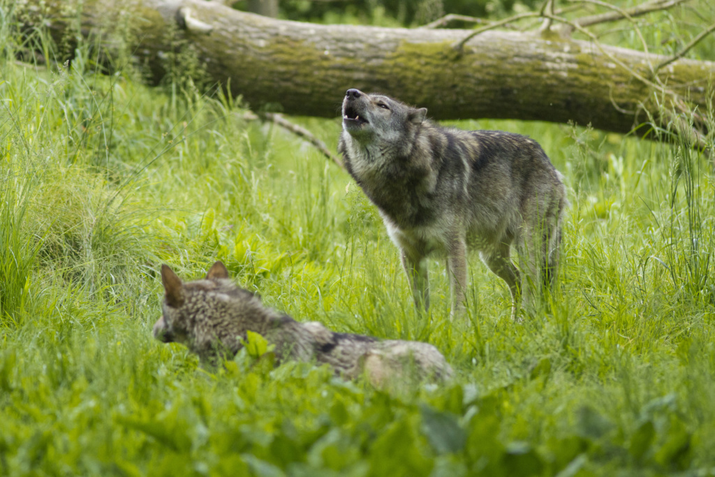 loup gris