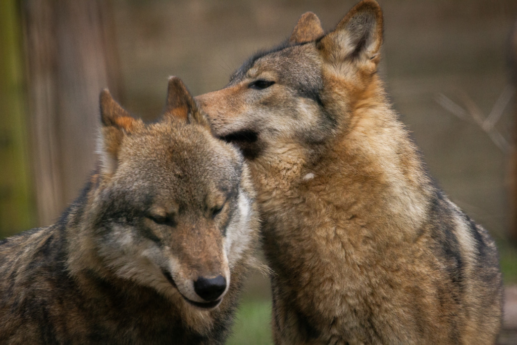 meute de loups