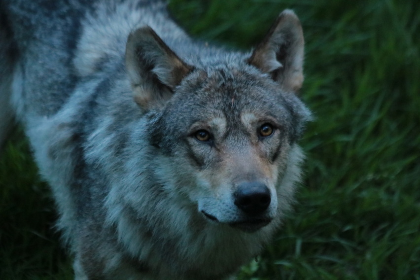 loup