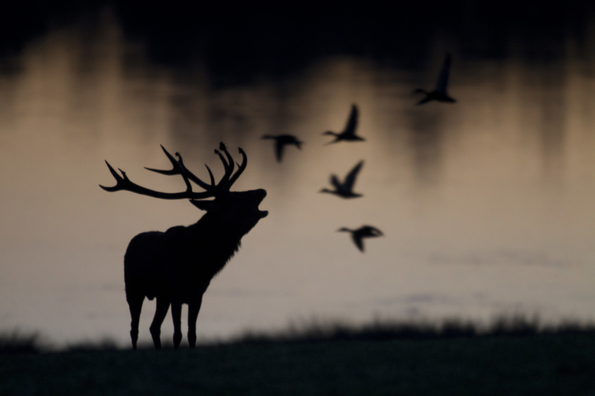 cerf