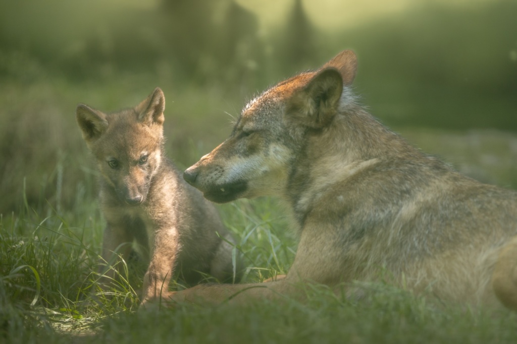 meute de loups