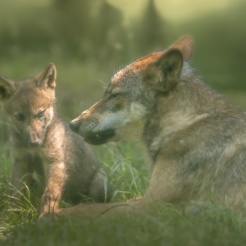 meute de loups