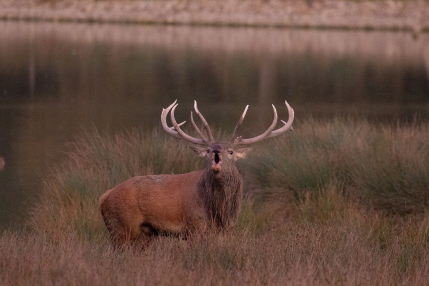 soirée brame du cerf