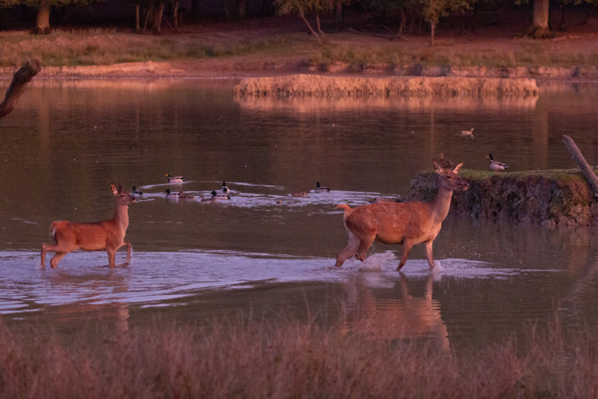 soirée brame du cerf