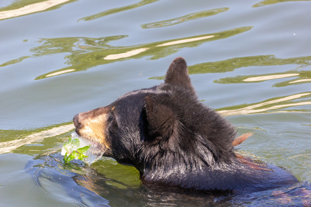 observez les animaux l'été