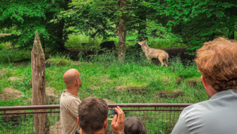 appel nocturne du loup