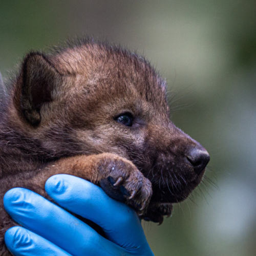 Les naissances au Parc Animalier de Sainte-Croix