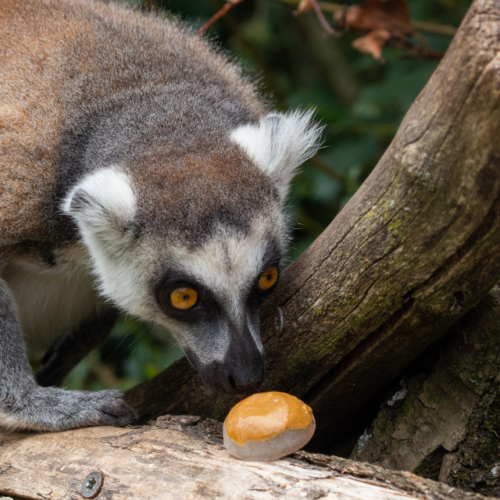 Observez les animaux en été : une saison idéale pour une immersion nature