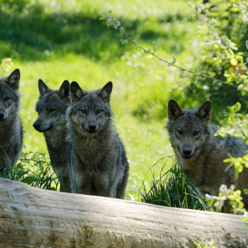 L’organisation d’une meute de loups