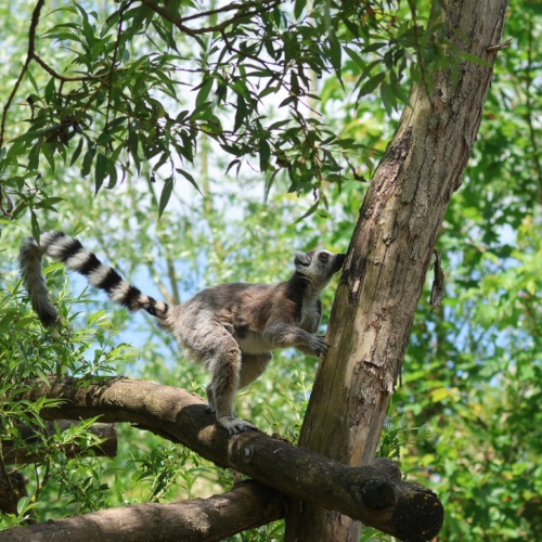 Qui sont les lémuriens ?