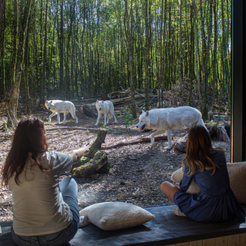Cet été, vivez l’expérience magique de dormir face aux animaux!