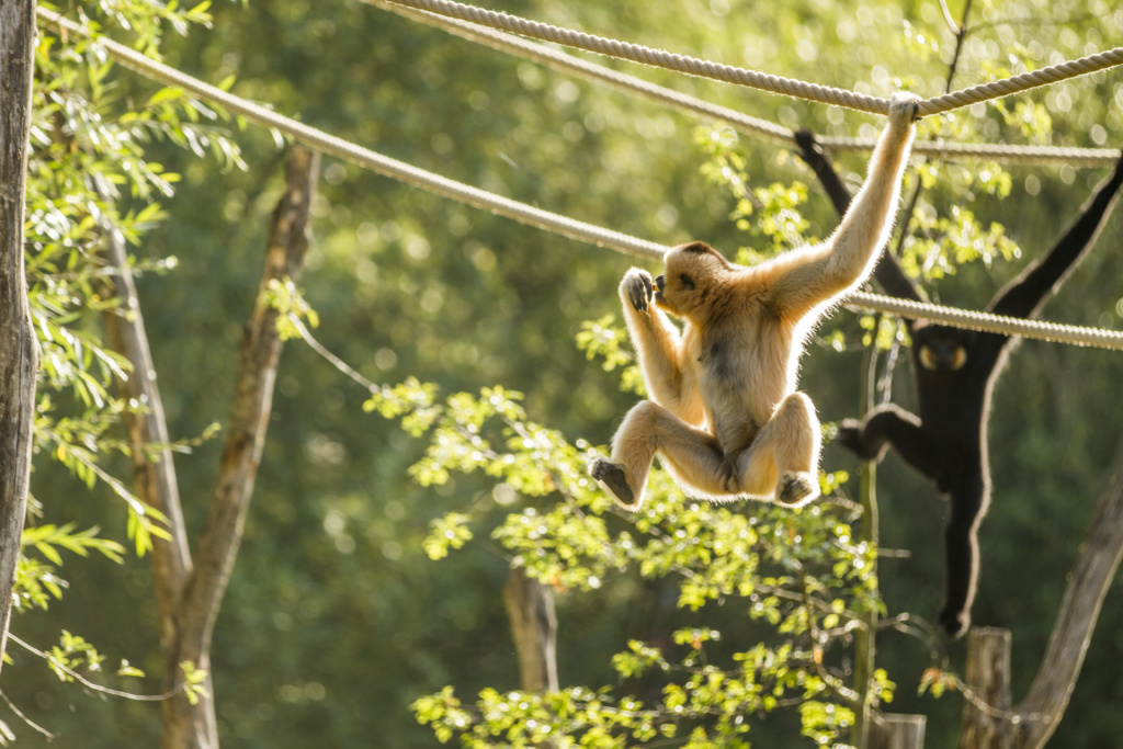 gibbons
