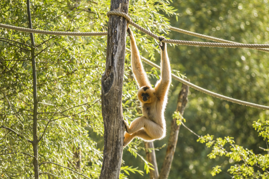le cri du gibbons