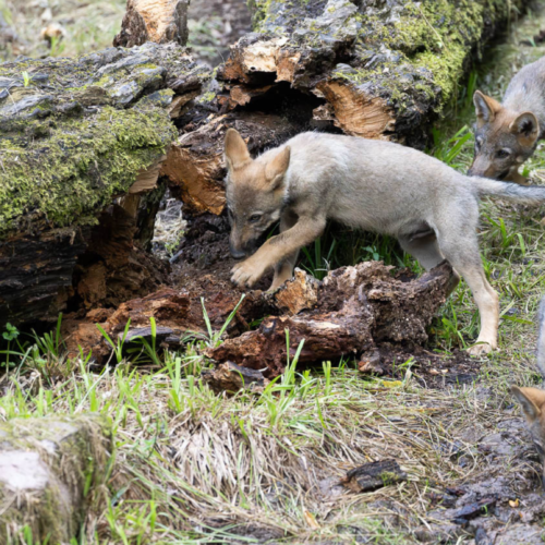 Cap sur un nouveau territoire pour nos loups gris