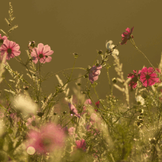 biodiversité dans nos jardins
