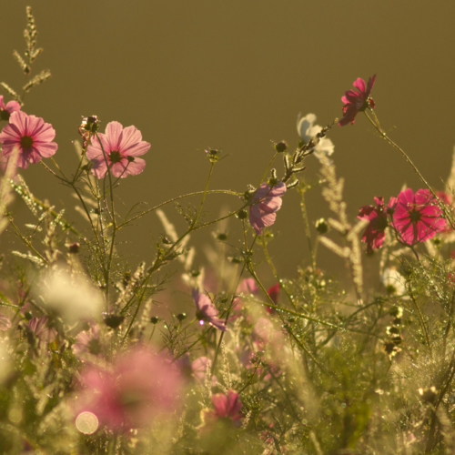 La biodiversité dans son jardin : créer un écosystème équilibré et vivant chez soi