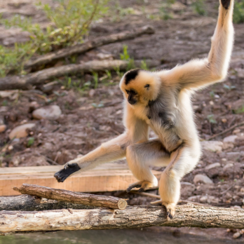 Le cri des gibbons : une symphonie sauvage à écouter