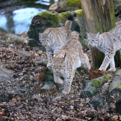 Qui est le Lynx d’Europe ?