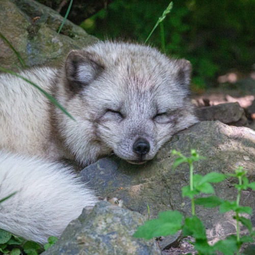 Le renard polaire : le prince des neiges